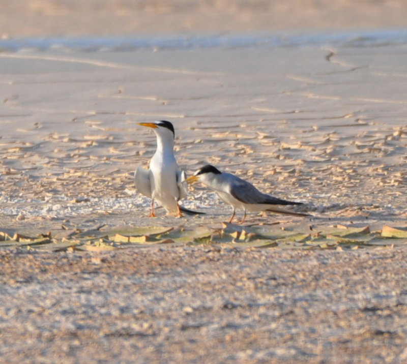 DSC_0597b.JPG