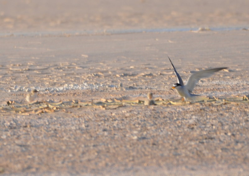 DSC_0605b.JPG