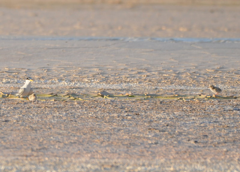 DSC_0717b.JPG