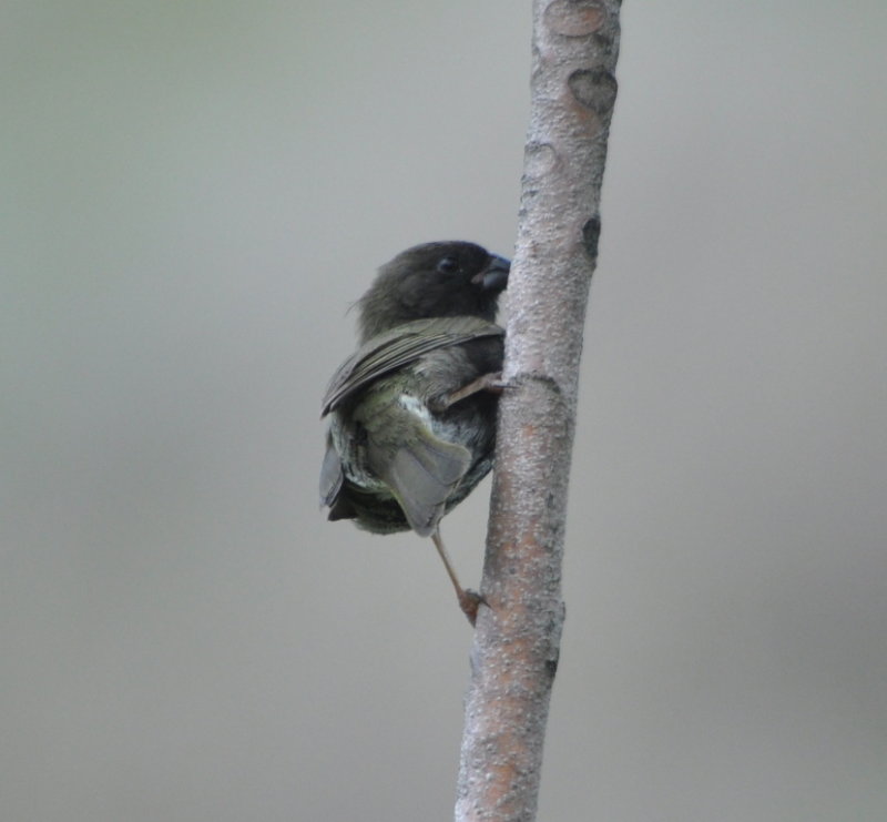 DSC_0060b.JPG