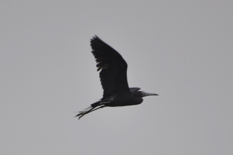 DSC_0066b.JPG