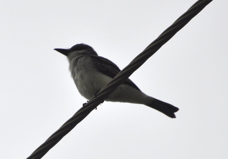 DSC_0070b.JPG