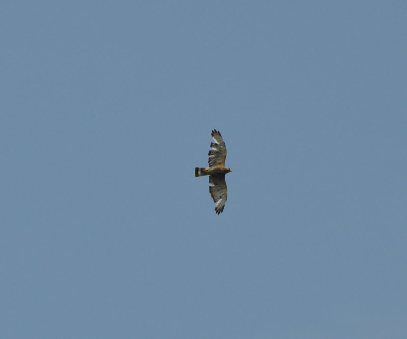 DSC_0139b.JPG