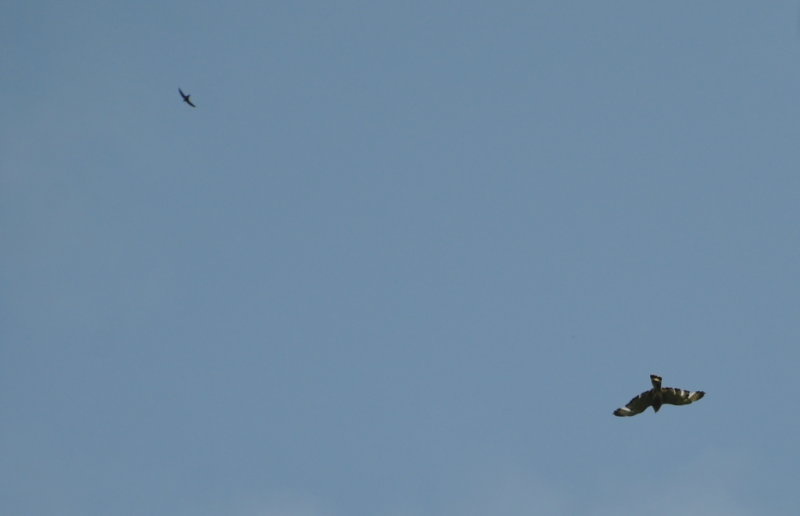 DSC_0144b.JPG