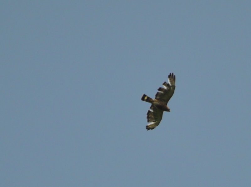 DSC_0153b.JPG