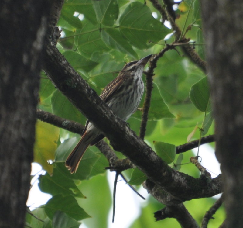 DSC_0264b.JPG