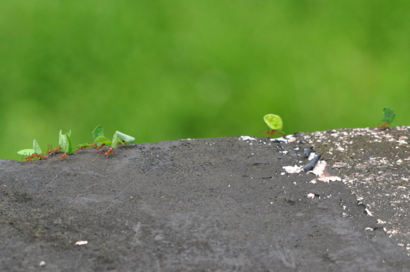 DSC_0480b.JPG