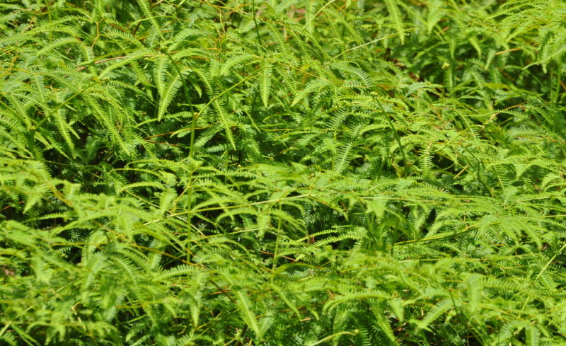 DSC_0487b.JPG