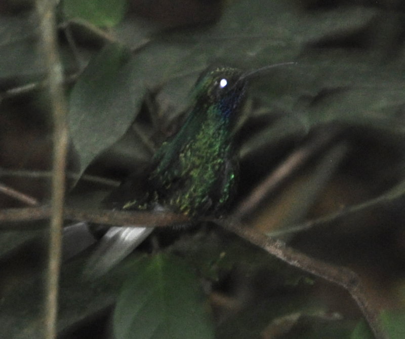 DSC_0547b.JPG