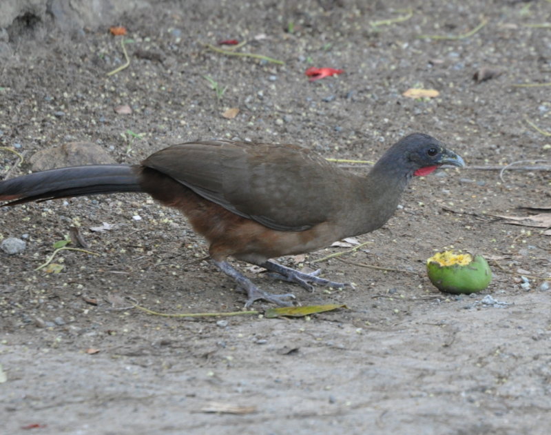 DSC_0010b.JPG