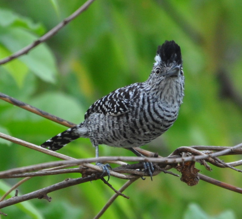DSC_0133b.JPG