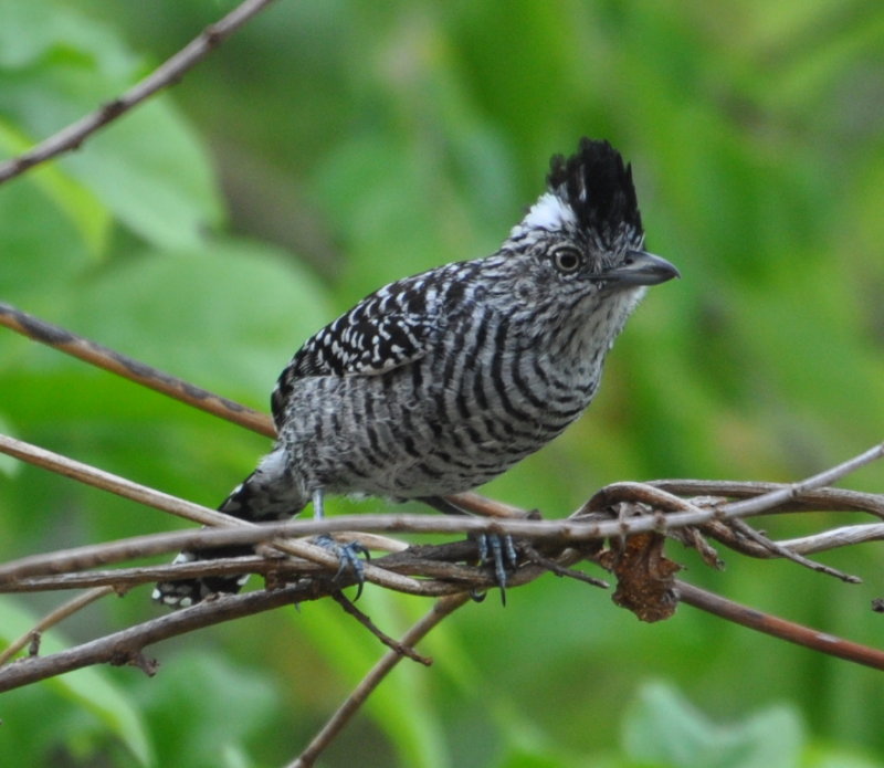 DSC_0136b.JPG