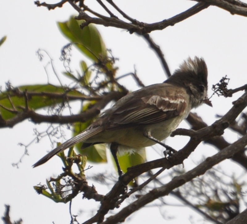 DSC_0235b.JPG