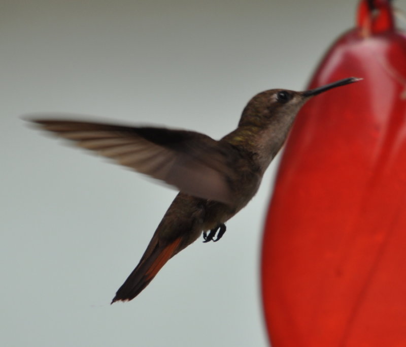 DSC_0276b.JPG