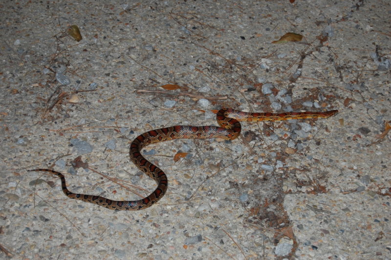 DSC_0108b.JPG