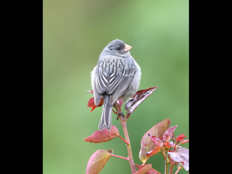 DSC_1820b.JPG