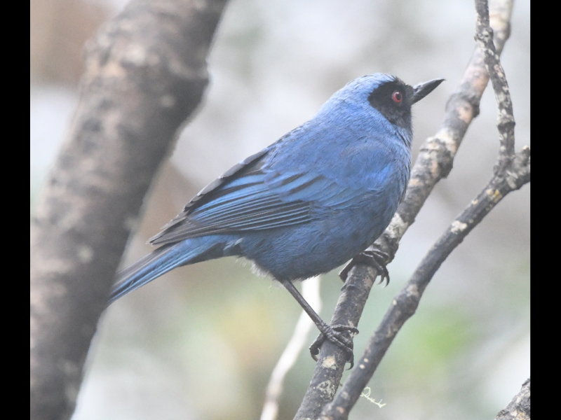 DSC_1870b.JPG