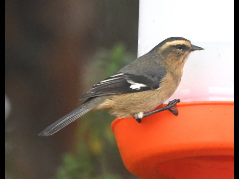 DSC_1982b.JPG