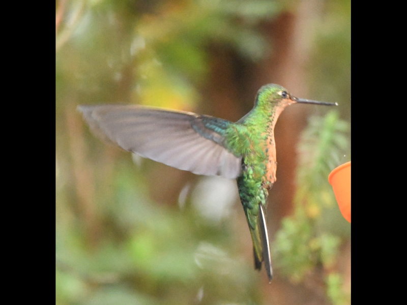 DSC_2085b.JPG