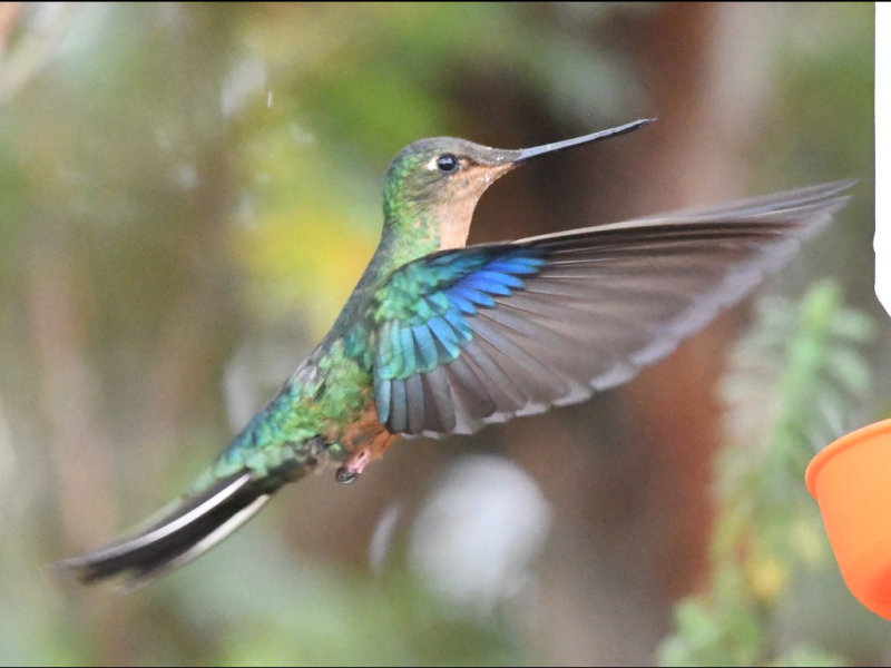DSC_2088b.JPG