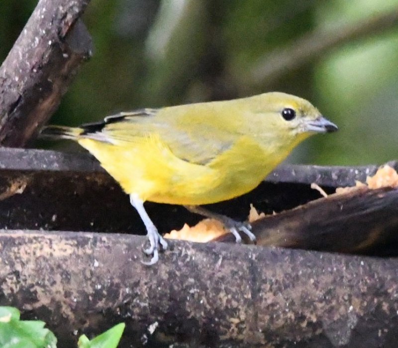 DSC_3543b.jpg