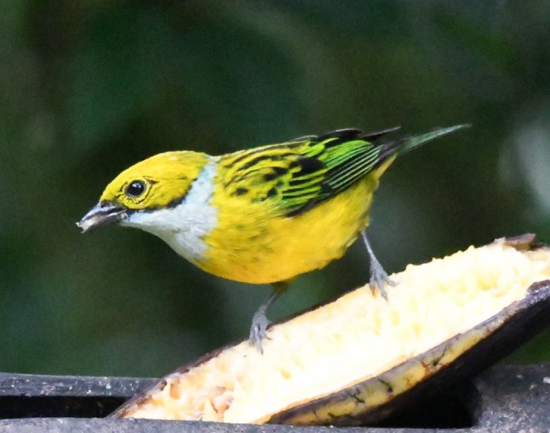 DSC_3776b.jpg