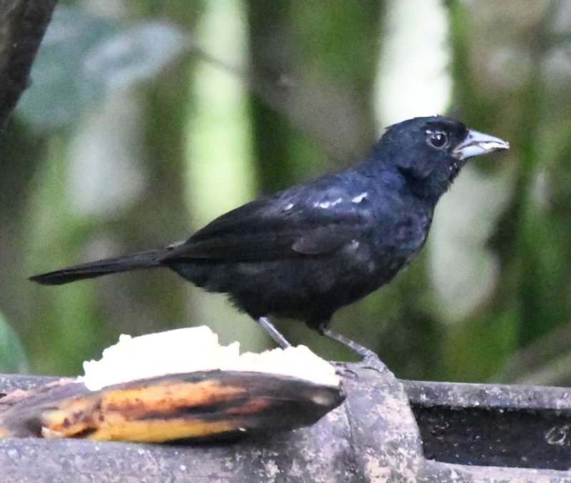DSC_3936b.jpg