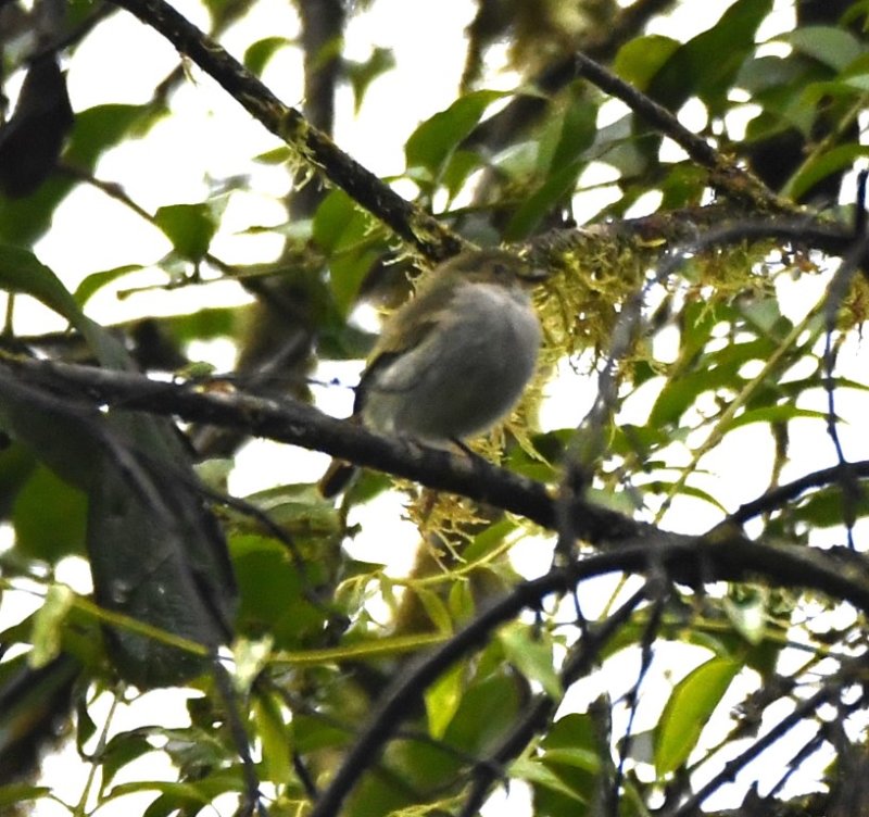 DSC_4517b.jpg