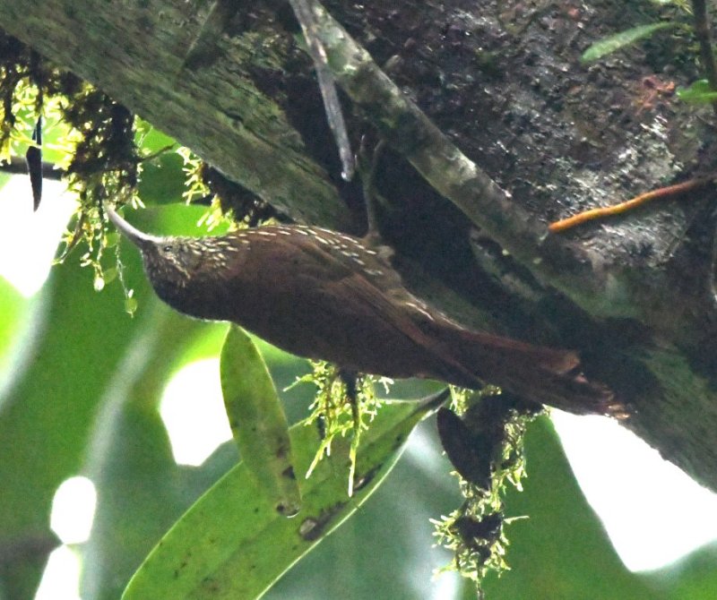 DSC_4574b.jpg