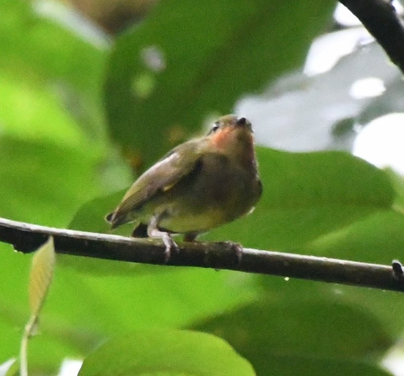 DSC_4604b.jpg
