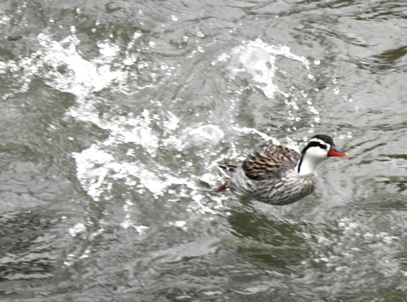 DSC_5126b.jpg