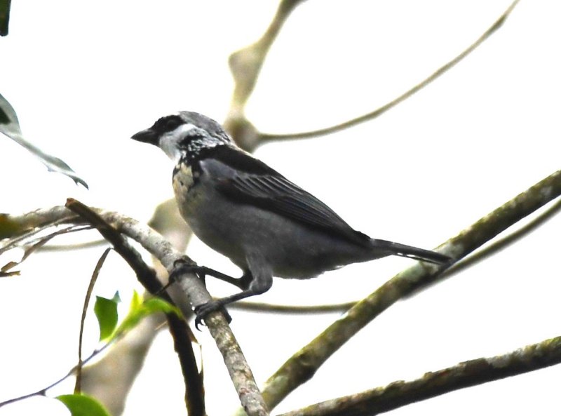 DSC_5368b.jpg