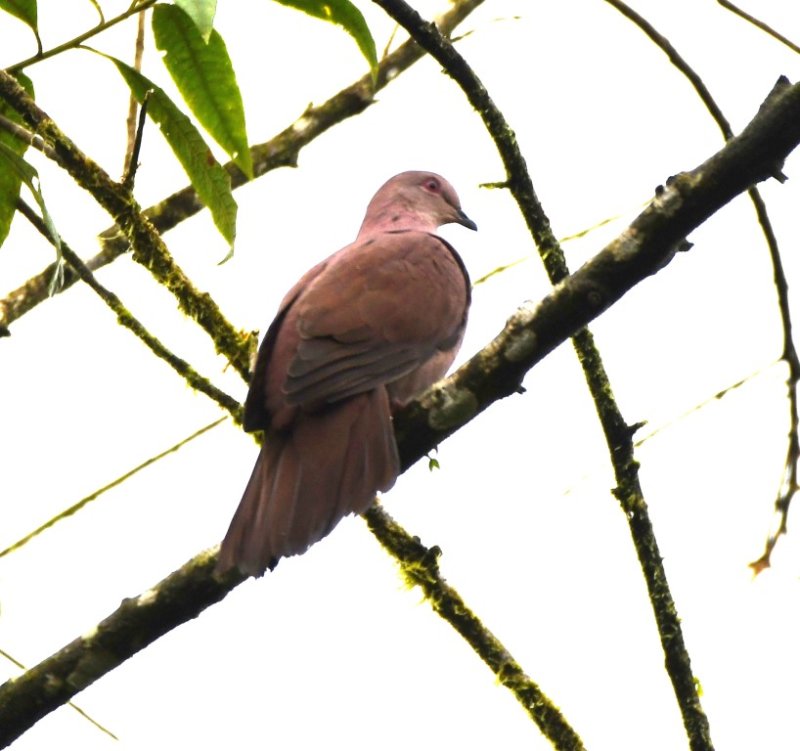 DSC_5993b.jpg