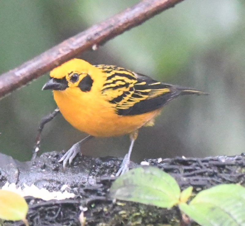 DSC_6110b.jpg