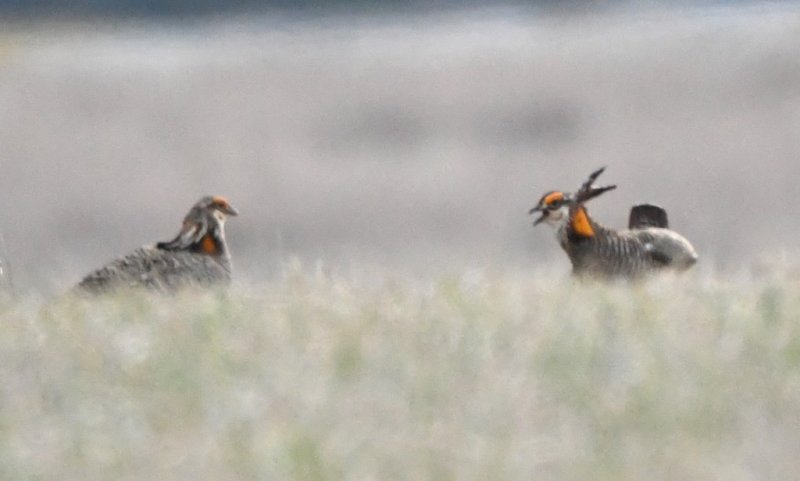 DSC_8048b.jpg