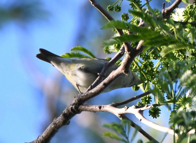 DSC_8483b.jpg