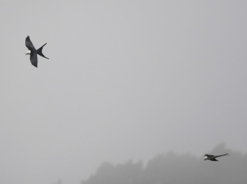 DSC_8626b.jpg