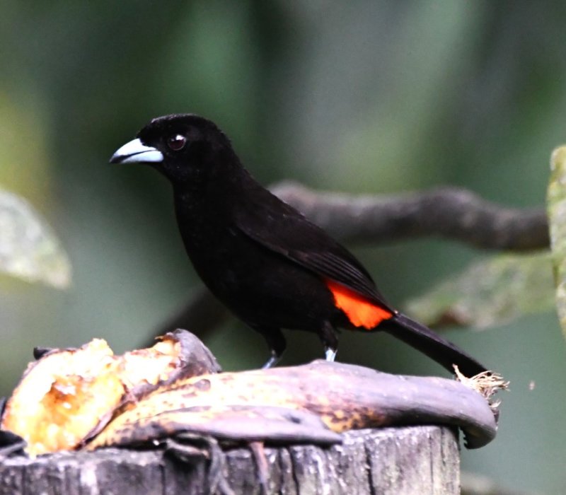 DSC_8738b.jpg