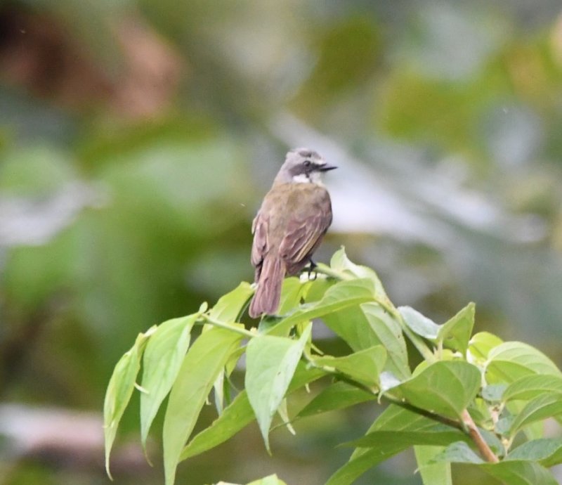 DSC_8748b.jpg