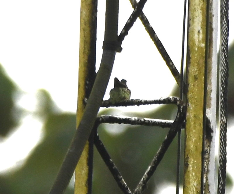 DSC_9177b.JPG