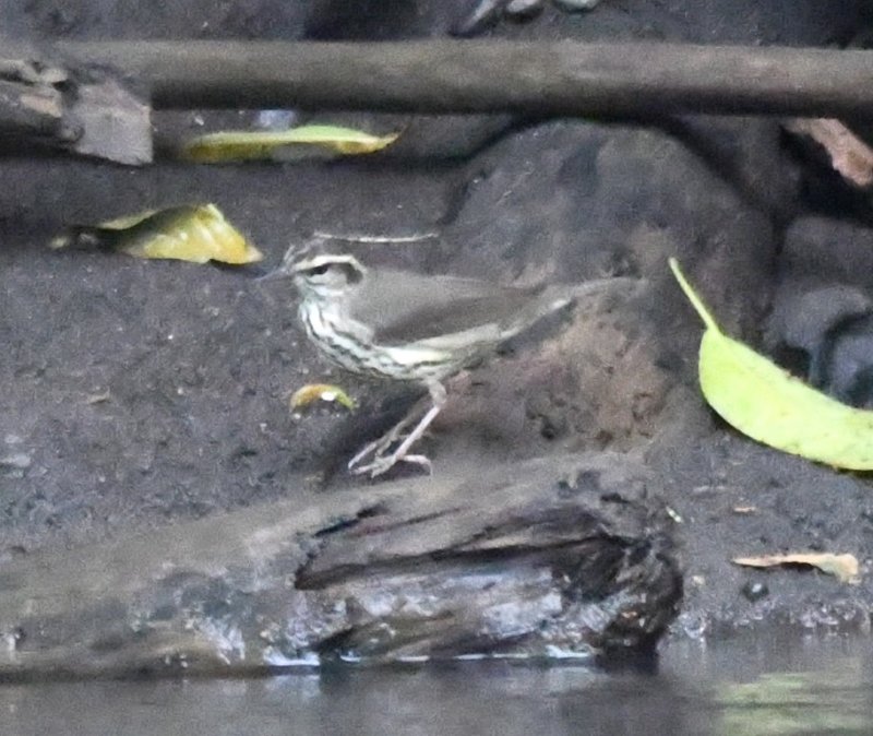 DSC_0092b.jpg