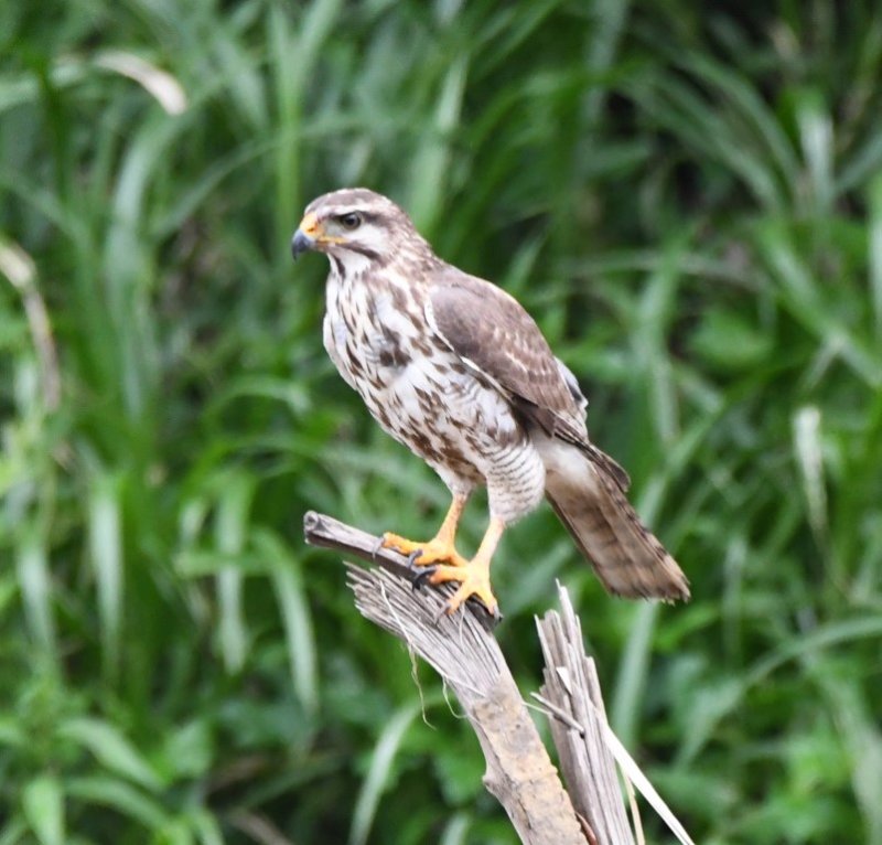 DSC_0147b.jpg