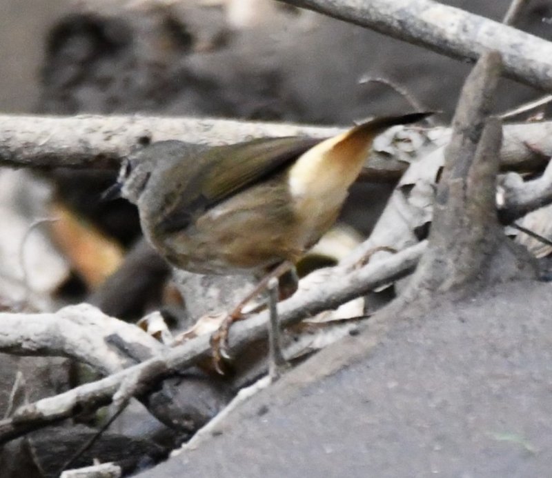 DSC_0263b.jpg