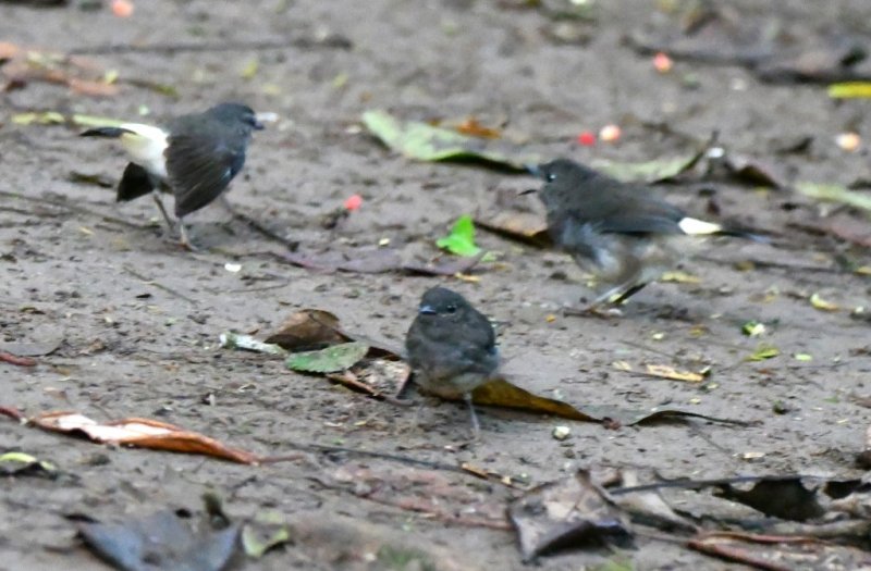 DSC_0443b.jpg