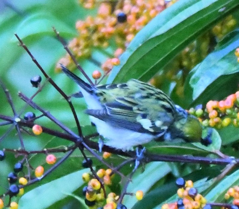 DSC_0847b.jpg