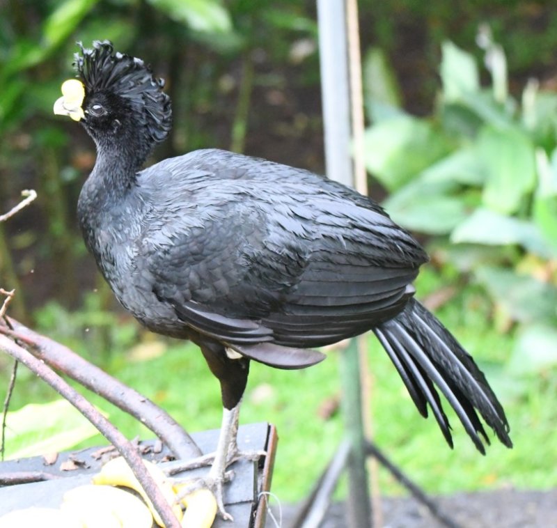 DSC_0903b.jpg