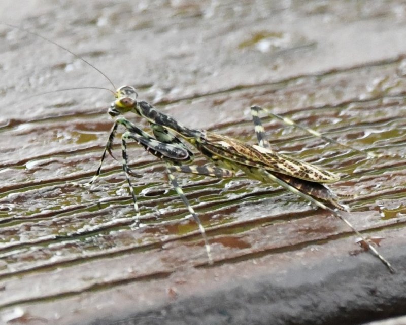 DSC_1244b.jpg