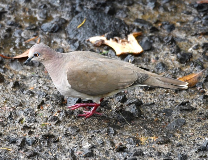 DSC_1309b.jpg