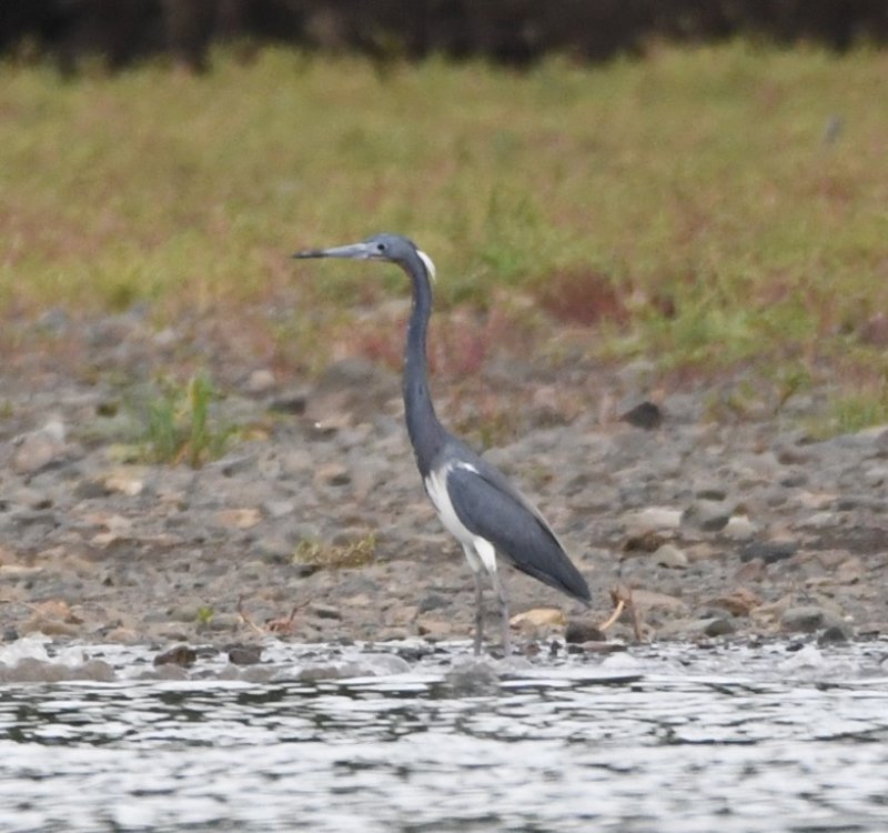DSC_2107b.jpg
