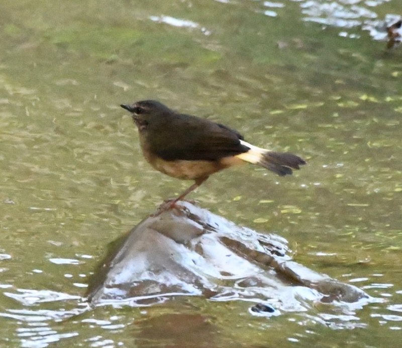 DSC_2333b.jpg